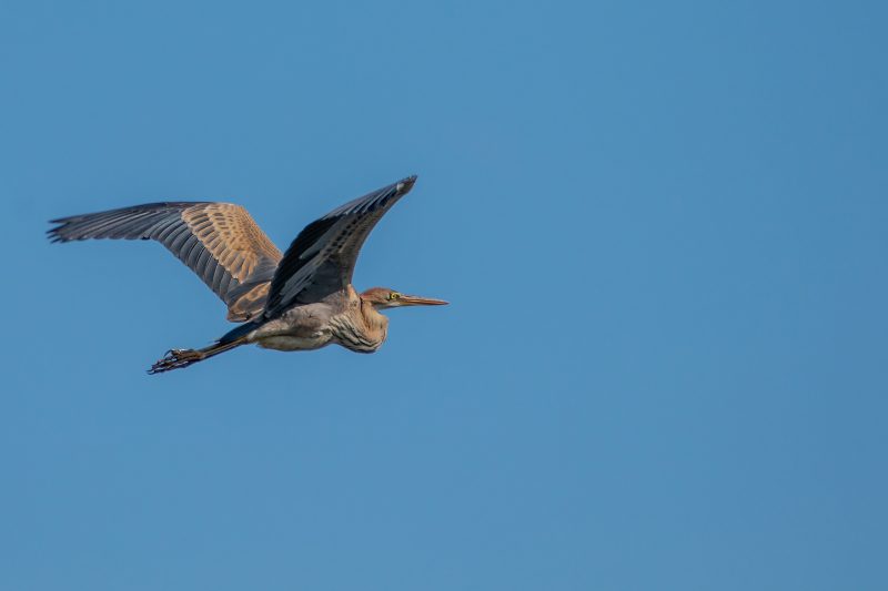 Héron pourpré en Grande Brière